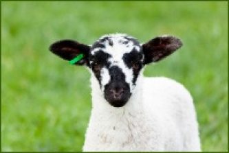 LAMB LAMB